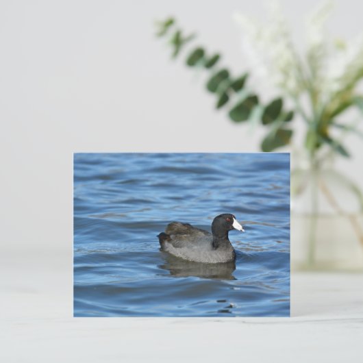 American Coot Postkarte (Stehend Vorderseite)