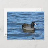 American Coot Postkarte (Vorne/Hinten)