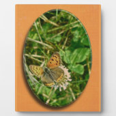 American Copper Butterfly Fotoplatte (Vorderseite)