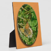 American Copper Butterfly Fotoplatte (Seite)