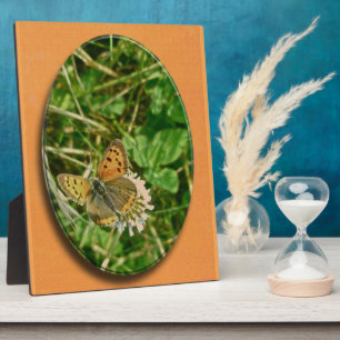 American Copper Butterfly Fotoplatte