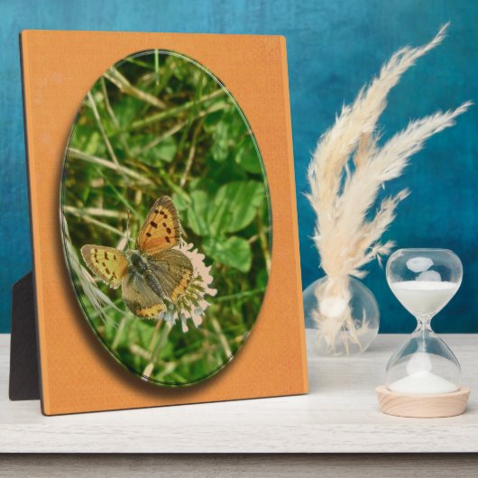 American Copper Butterfly Fotoplatte (Seite)