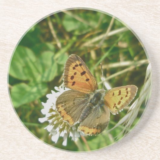 American Copper Butterfly Getränkeuntersetzer (Vorne)