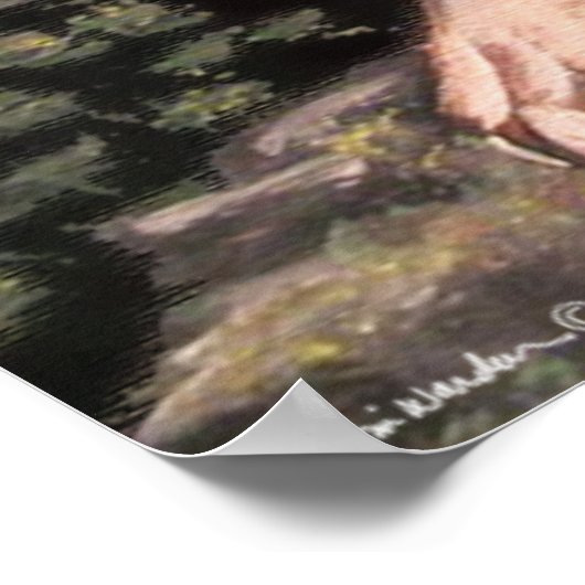 American Cougar Poster (Ecke)