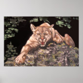 American Cougar Poster (Vorne)