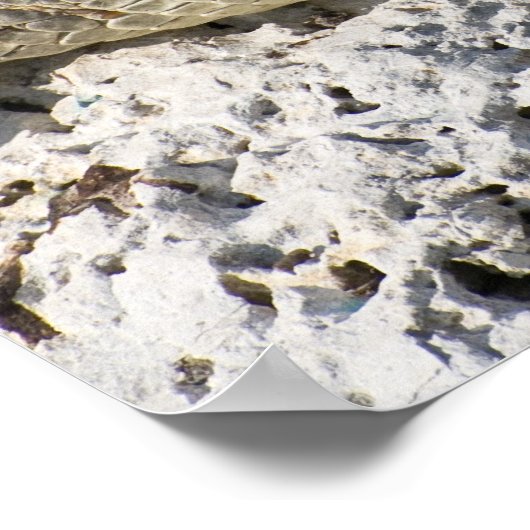 American Crocodile Poster (Ecke)