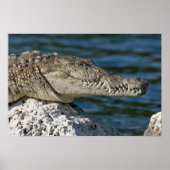 American Crocodile Poster (Vorne)