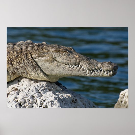 American Crocodile Poster (Vorne)