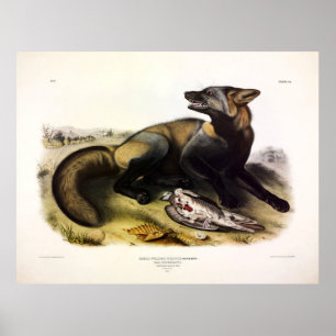 American Cross-Fox (Vulpes vulpes) von Audubon Poster