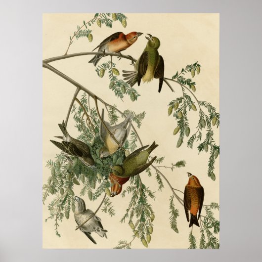 American Crossbill Poster (Vorne)