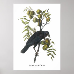 American Crow, John James Audubon Poster