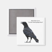 American Crow Magnet (Vorderseite/Rückseite)
