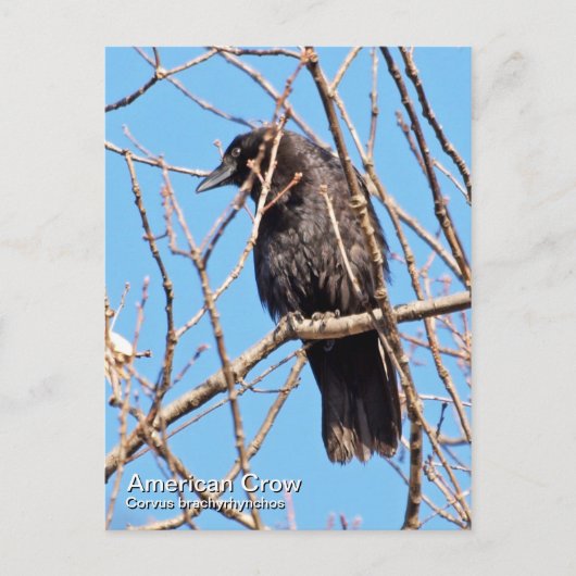 American Crow Postcard Postkarte (Vorderseite)