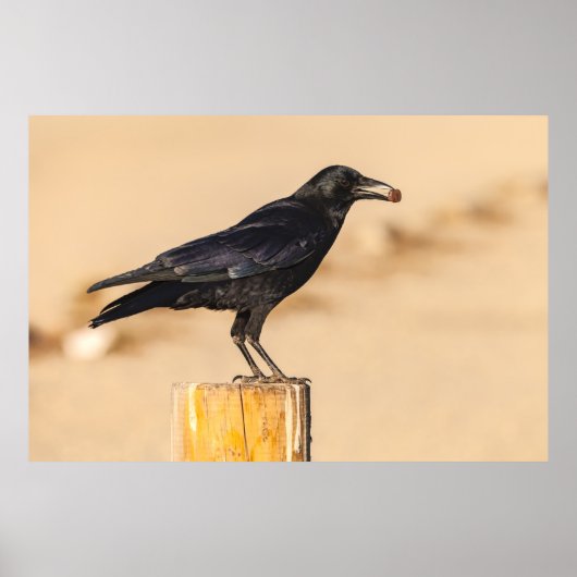 American Crow Poster (Vorne)