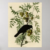 American Crow Poster (Vorne)
