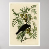 American Crow Poster (Vorne)