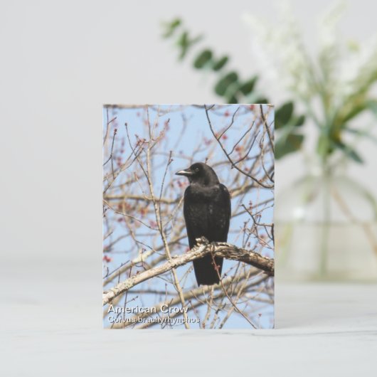 American Crow Postkarte (Stehend Vorderseite)