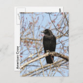 American Crow Postkarte (Vorne/Hinten)