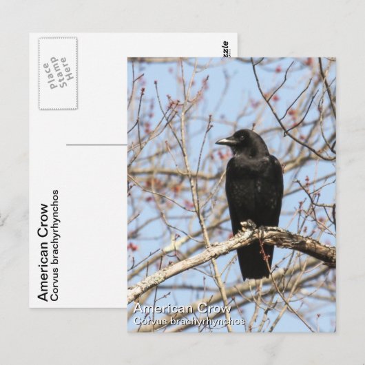 American Crow Postkarte (Vorne/Hinten)