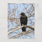 American Crow Postkarte (Vorderseite)