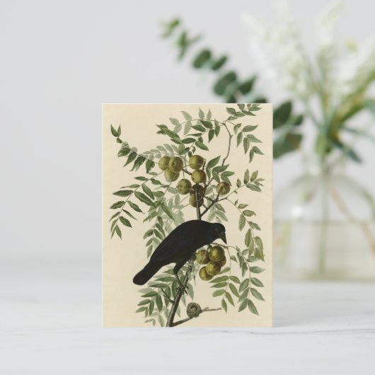 American Crow Postkarte (Stehend Vorderseite)