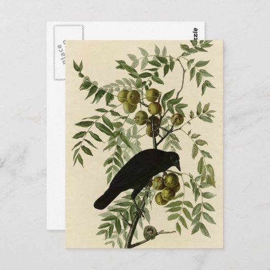 American Crow Postkarte (Vorne/Hinten)