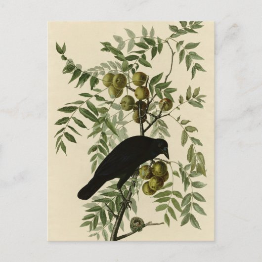 American Crow Postkarte (Vorderseite)
