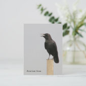 American Crow Postkarte (Stehend Vorderseite)