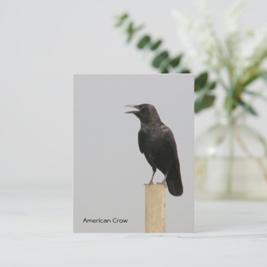 American Crow Postkarte (Stehend Vorderseite)