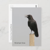 American Crow Postkarte (Vorne/Hinten)