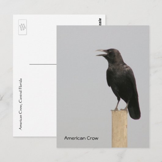 American Crow Postkarte (Vorne/Hinten)