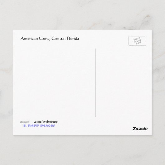 American Crow Postkarte (Rückseite)