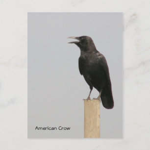 American Crow Postkarte