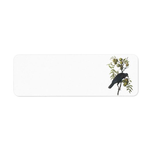 American Crow von Audubon (Vorne)