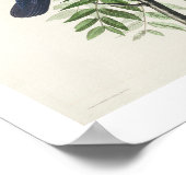 American Crow von Audubon Poster (Ecke)