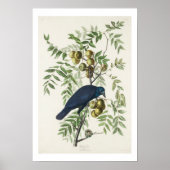 American Crow von Audubon Poster (Vorne)
