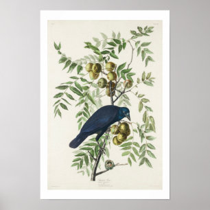 American Crow von Audubon Poster