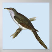 American Cuckoo Bird Poster (Vorne)