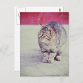 American Curl Cat Venice Italien Europa Postkarte (Vorne/Hinten)