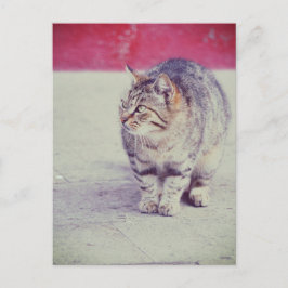 American Curl Cat Venice Italien Europa Postkarte