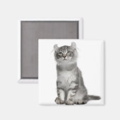 American Curl Kitten (3 Monate) Magnet (Vorderseite/Rückseite)