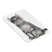 American Curl Kitten (3 Monate) Magnet (Rechte Seite)