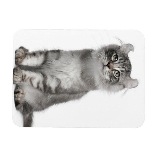 American Curl Kitten (3 Monate) Magnet (Horizontal)