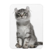 American Curl Kitten (3 Monate) Magnet (Vertikal)