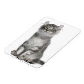 American Curl Kitten (3 Monate) Magnet (Linke Seite)