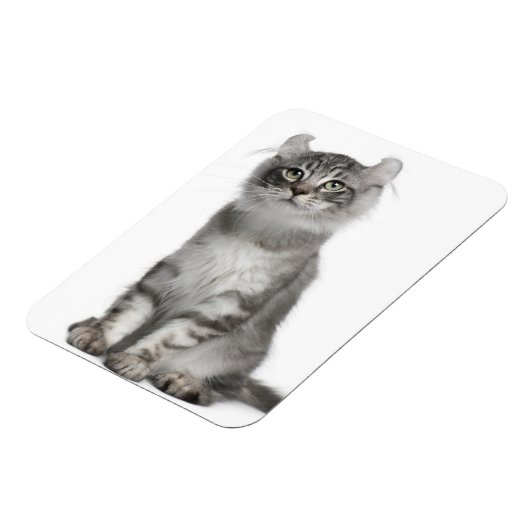 American Curl Kitten (3 Monate) Magnet (Linke Seite)