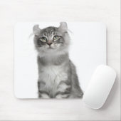 American Curl Kitten (3 Monate) Mousepad (Mit Mouse)