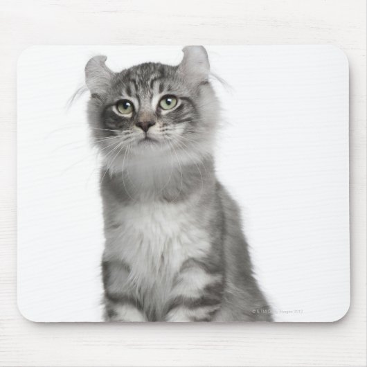 American Curl Kitten (3 Monate) Mousepad (Vorne)