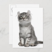 American Curl Kitten (3 Monate) Postkarte (Vorne/Hinten)