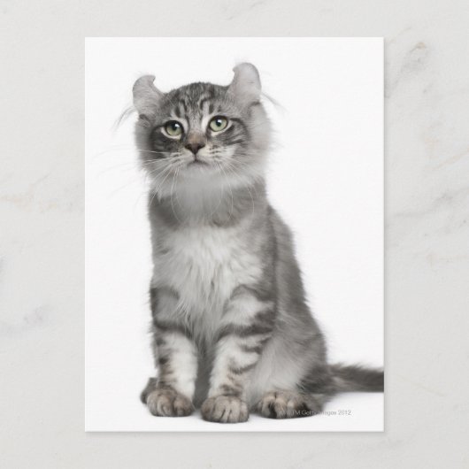American Curl Kitten (3 Monate) Postkarte (Vorderseite)